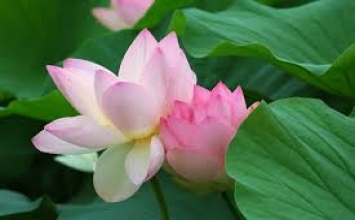 Sinh con gái hay trai đều tốt